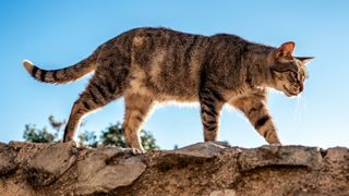 Cat walking along a stone wall with a blue sky behind