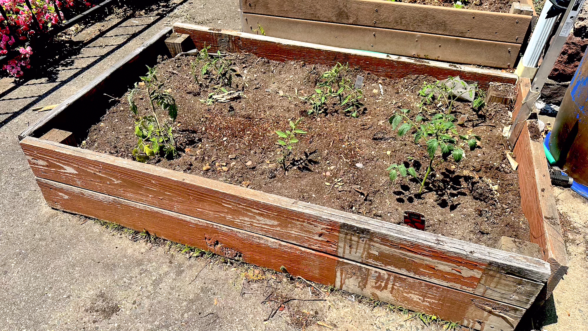 tomatoes in a raised garden bed