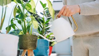 Woman watering her houseplant with a white watering can