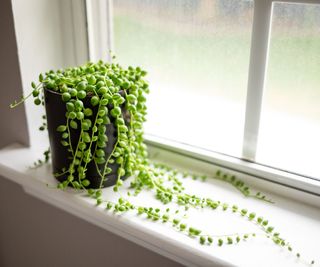 string of beads plant growing on window sill