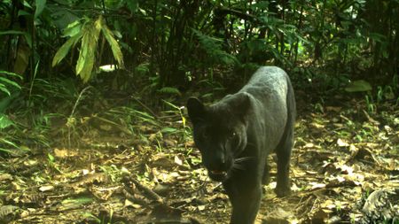 A black leopard on the Malaysian peninsula.