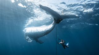 A diver interacts with a humpback whale underwater, capturing a unique moment in the ocean's vibrant, blue depths