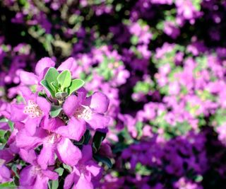 Texas sage shrub with masses of purple blooms in a sunny garden