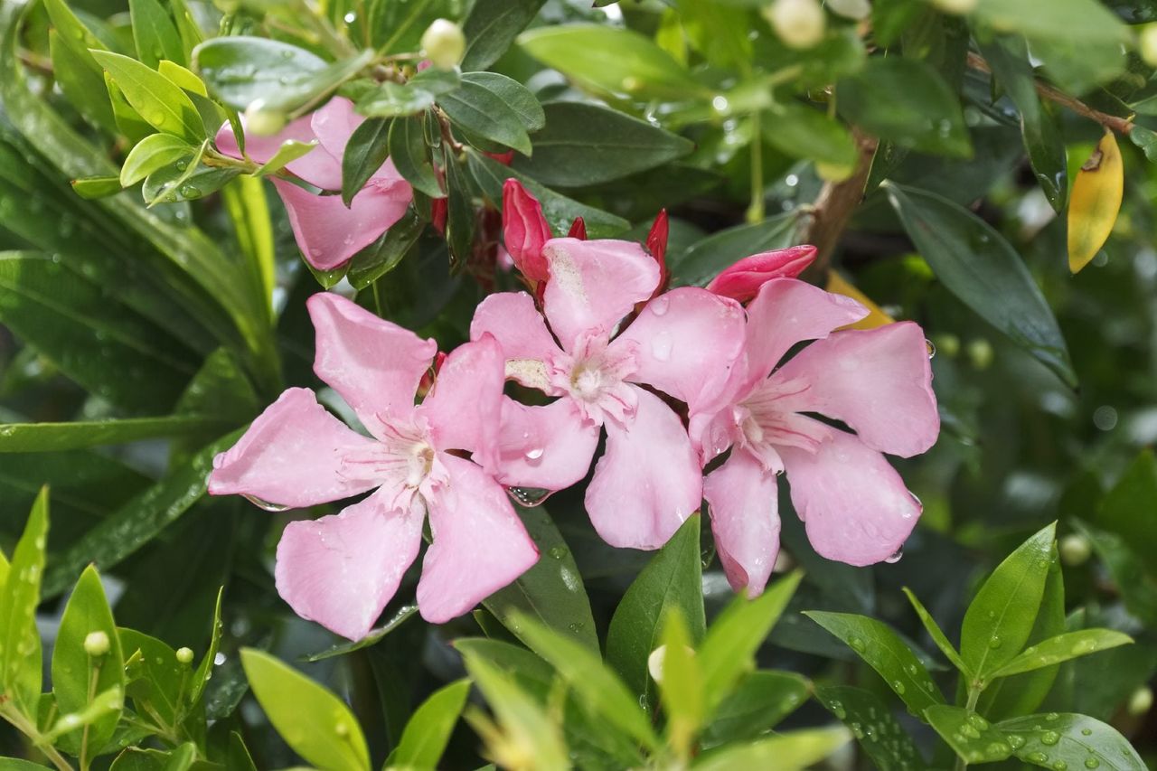 Pink Oleander Flowers