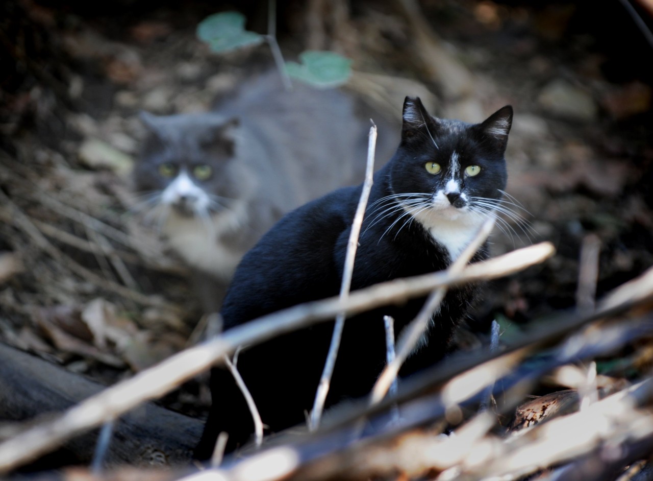 Cats