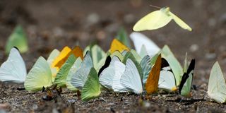 Turtle tears are not the only source of such salts for butterflies; the insects also readily get the salt from animal urine, muddy river banks, puddles, sweaty clothes and sweating people, said Geoff Gallice, a graduate student of entomology at the Florid