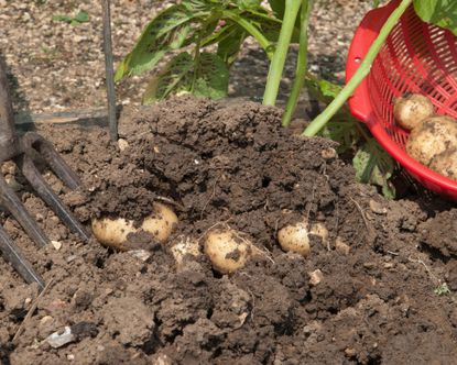 potatoes being harvested with a garden fork