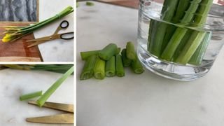 Daffodil sap hack showing how to cut the stems straight and place them in water to release the sap