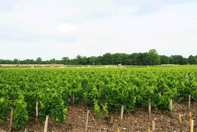 Bordeaux 2015, Chateau Margaux vines