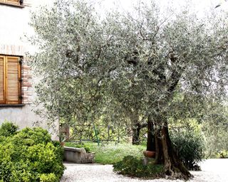Olive tree in garden