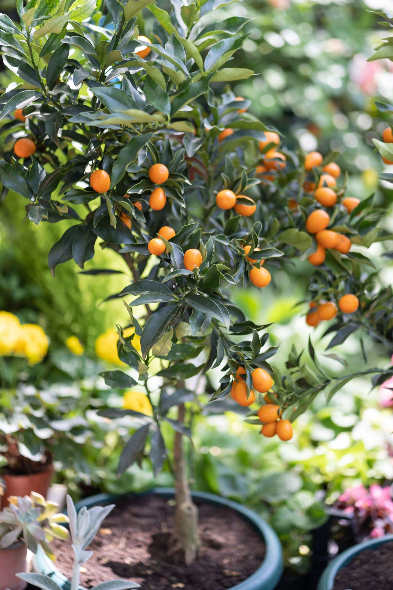 10 fruit trees you can grow in pots to elevate even tiny outdoor spaces