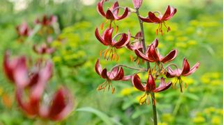 Lilium martagon 'Claude Shride' in garden