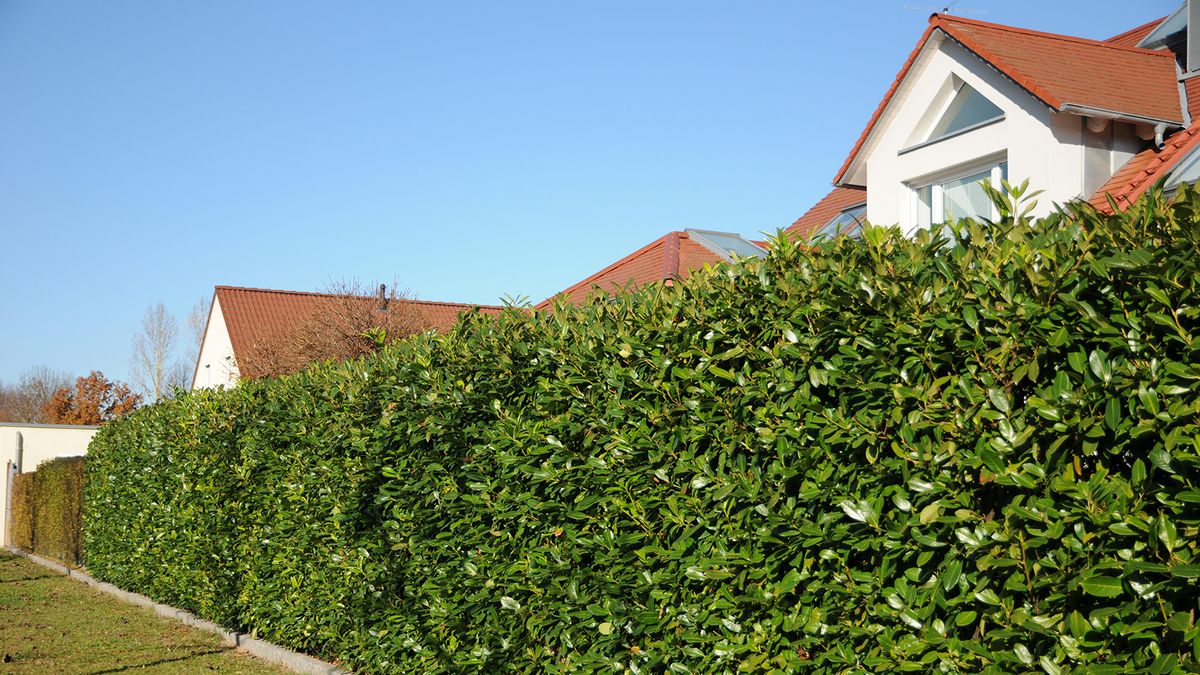 Cherry laurel hedge in front of a new build home