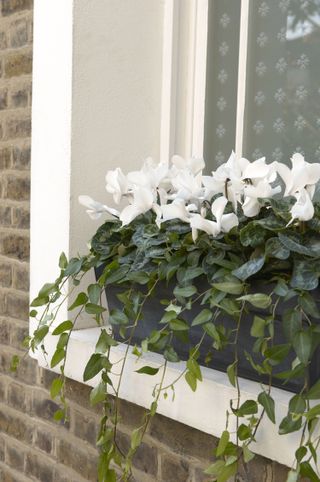 window box ideas: white cyclamen in planter