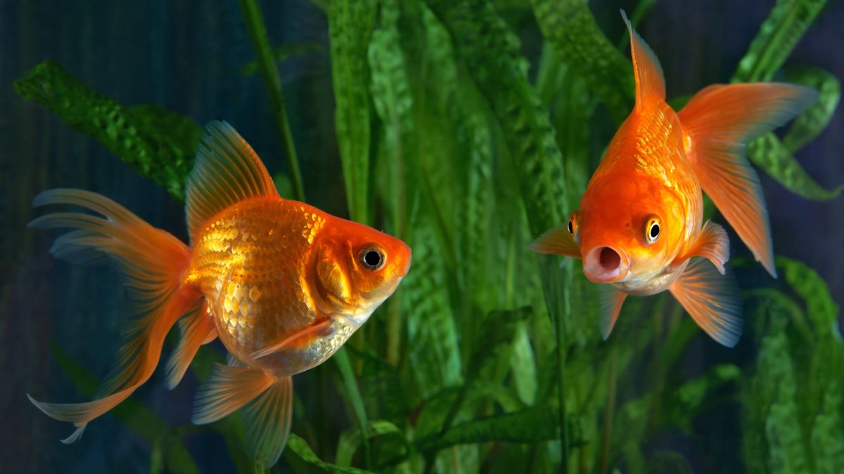 What do goldfish eat? Surprising things your fish will feed on | PetsRadar