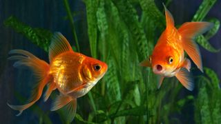 Two goldfish swimming in tank