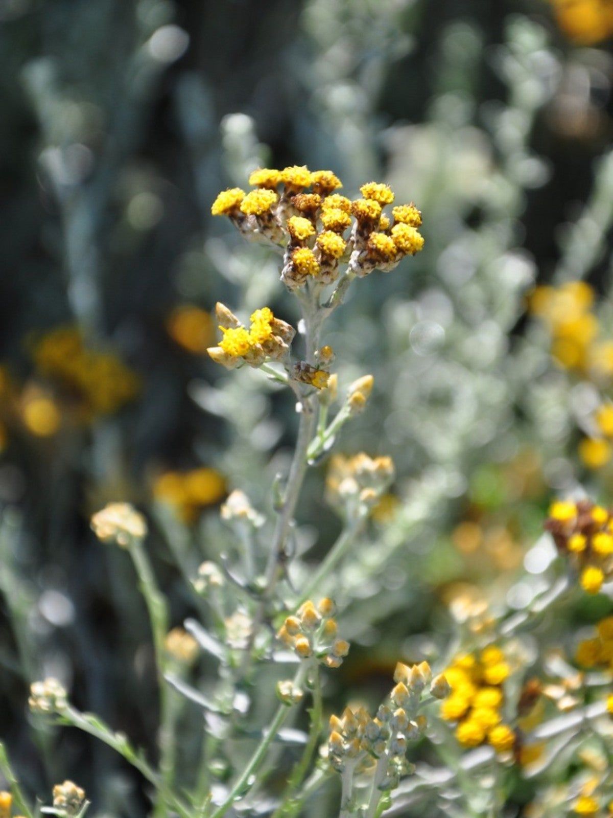 Yellow Flowering Silver Spike Grass