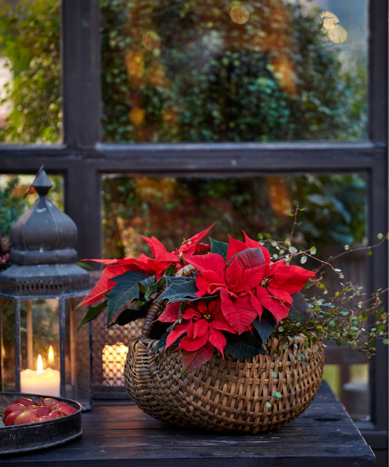 Why is my poinsettia not turning red? Gardeningetc
