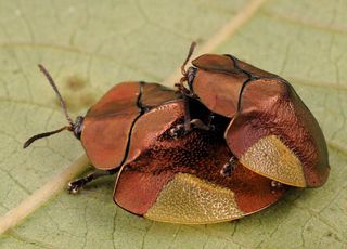 a mating pair of tortoise beetles