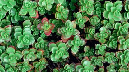 red tinged and green rosette leaves of stonecrop sedum 