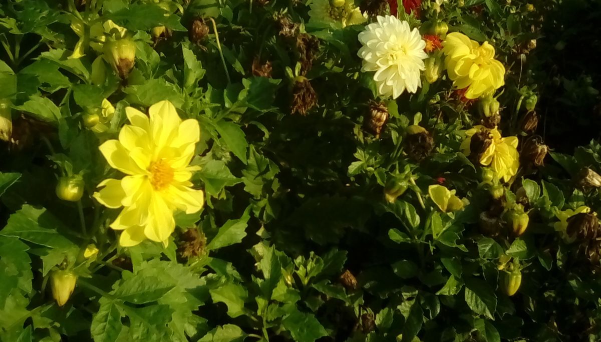 Look at this shot zoomed-out enough and it looks fine, but there's just so little detail it doesn't hold up to even the lightest scrutiny. It's also very warm-looking, although this is quite pleasant.