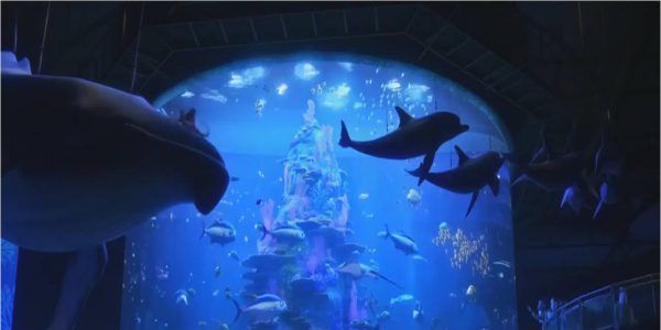 Finding Dory Aquarium