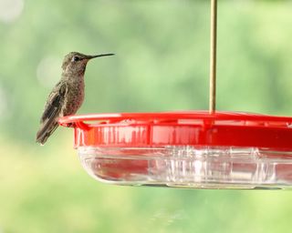 Brown hummingbird on red feeder with green foliage in soft focus in background