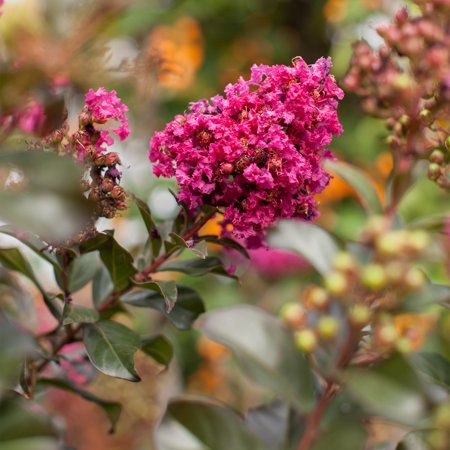 First Editions Plum Magic Crape Myrtle Live Shrub in 2-Gallon Grower Pot