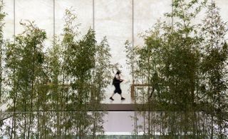 Planted bamboo at the Foster + Partners-designed Apple Store in Macau