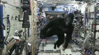 Astronaut Scott Kelly wearing a gorilla suit on the ISS.