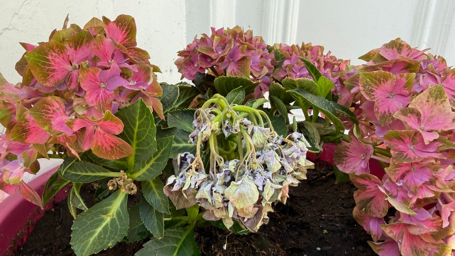 picture of dried hydrangea in pot