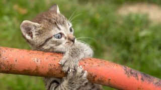 Kitten clinging on to pipe