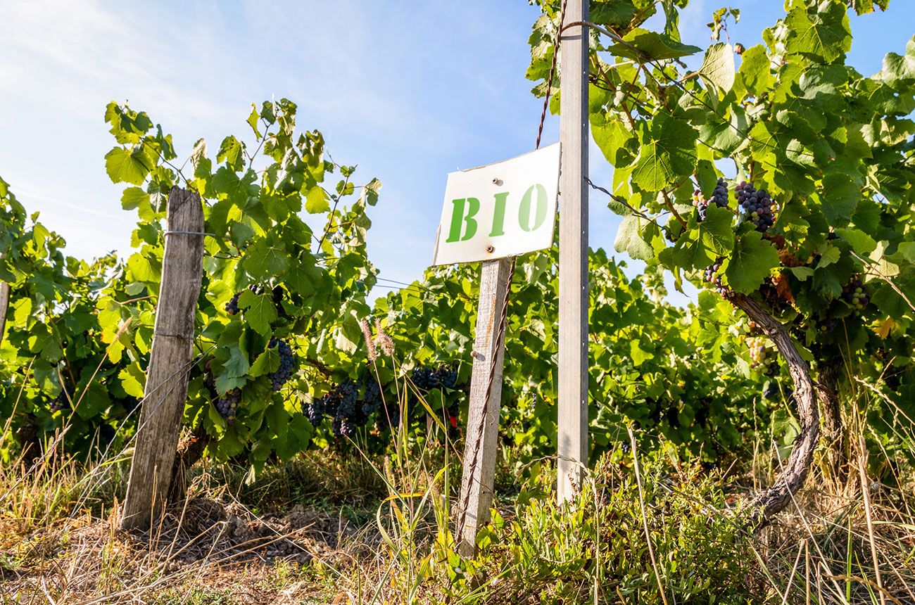 The ethical drinker: Buying 'green wine' is a vote to protect the land