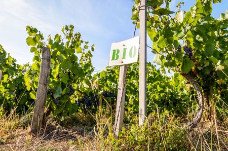 organic vineyards in Champagne, France