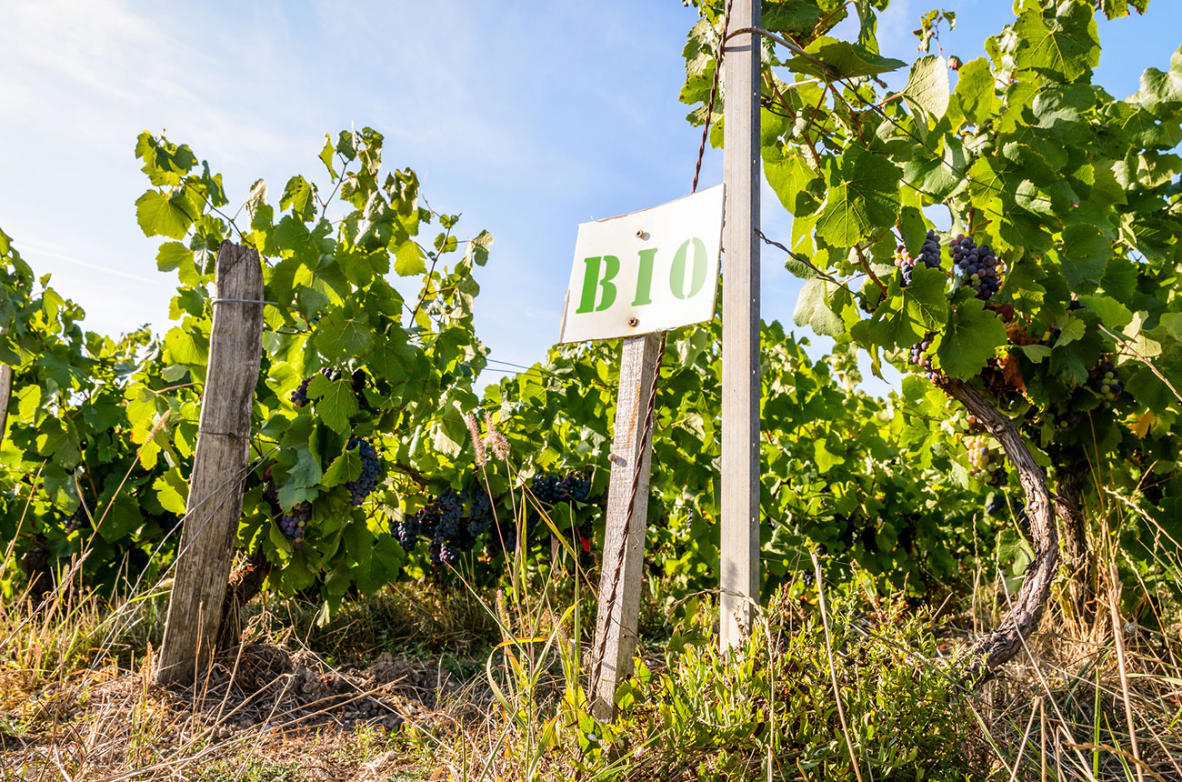 organic vineyards in Champagne, France