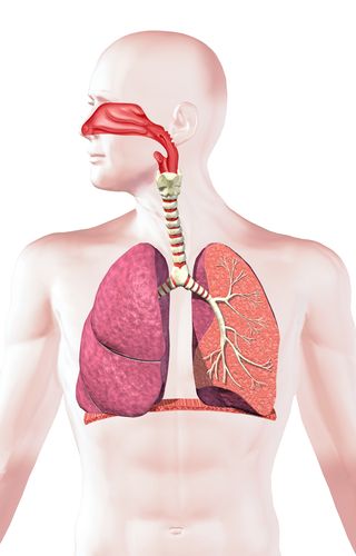 real human respiratory system