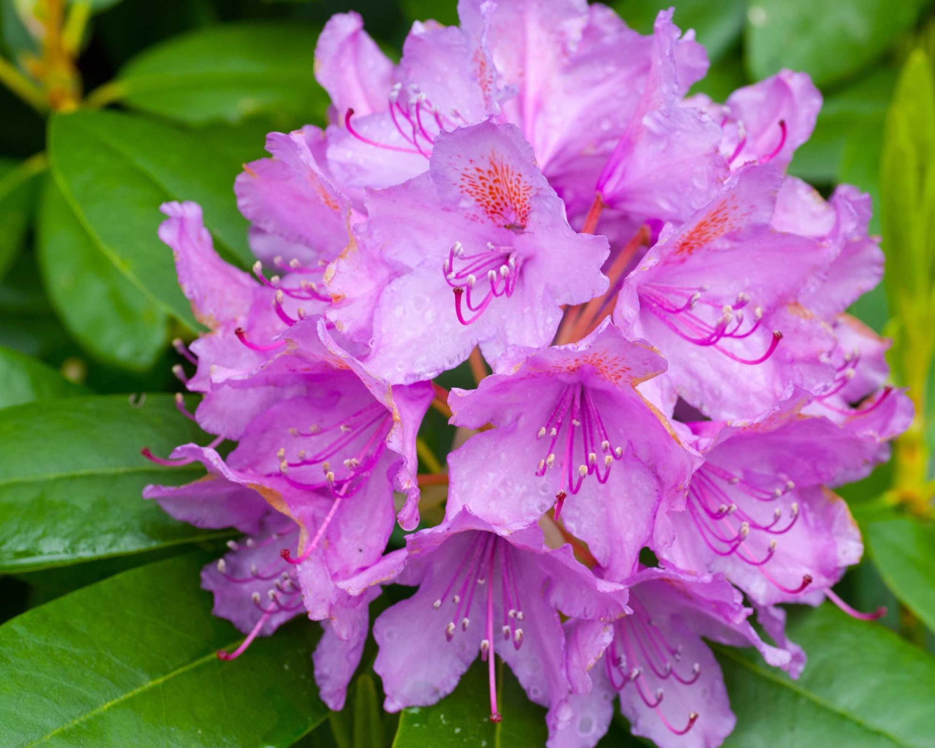 Rhododendron problems: 3 common issues and how to solve them | Gardeningetc