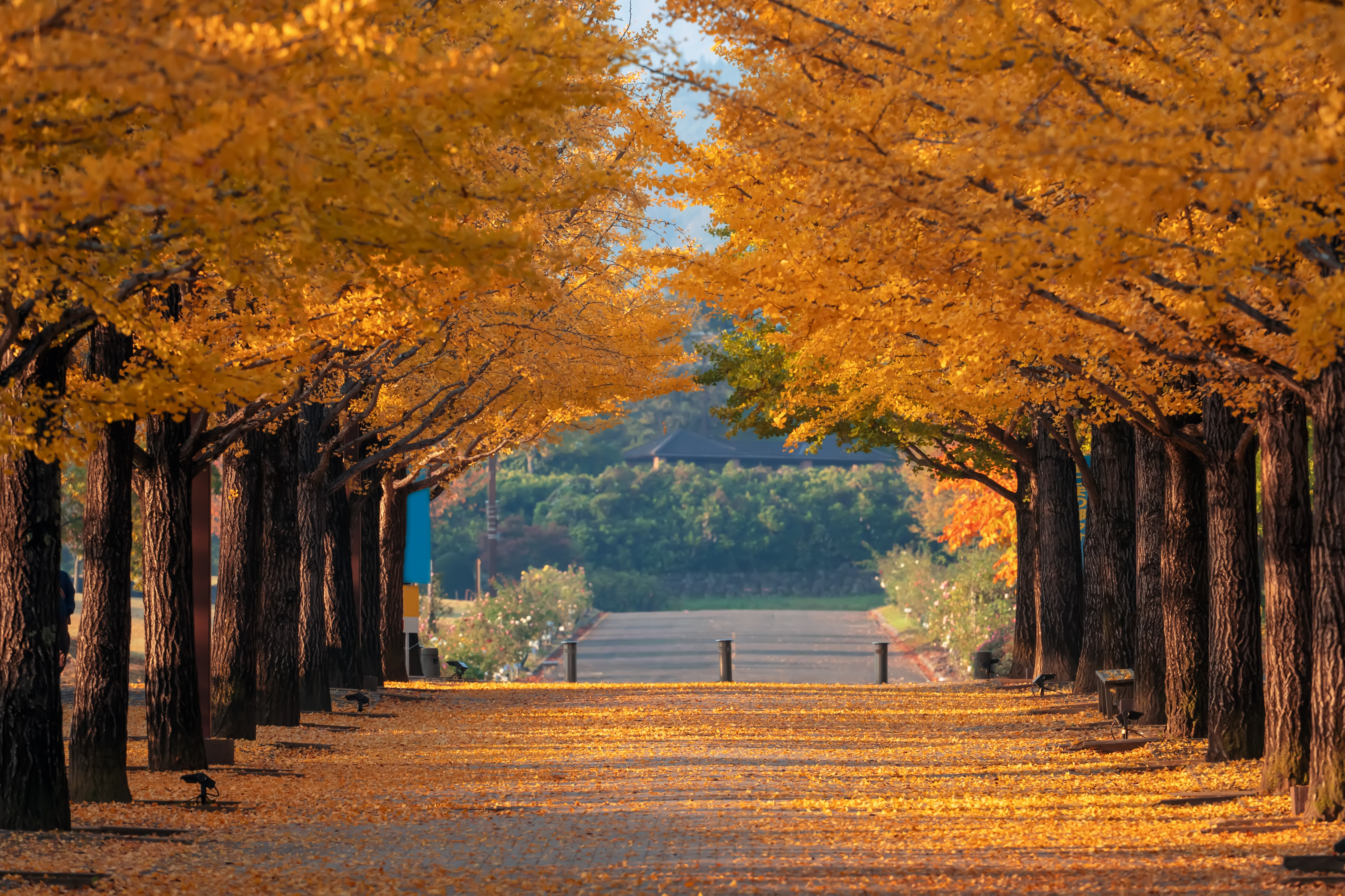 Gingko Tree Tunnel blooming vividly in autumn at Azuma Sport Park, Nagano, Japan.