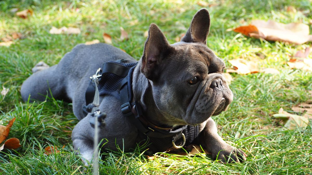 French Bulldog laying on grass