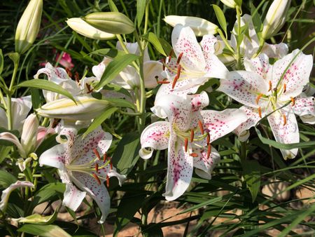 White Summer Flower Bulbs