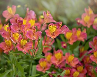Red and yellow alstroemeria flowers