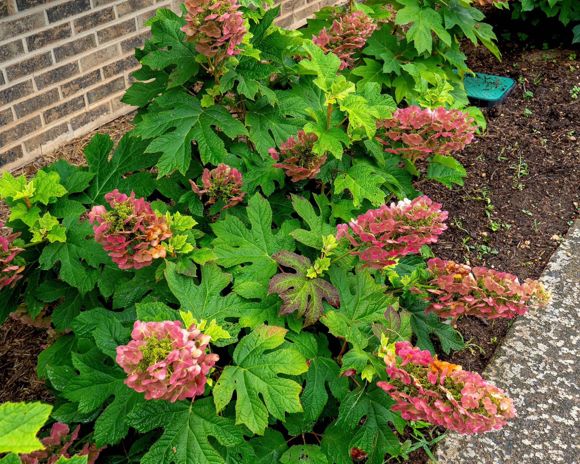 5 Compact Shrubs for 4-Season Curb Appeal in Small Yards | Gardening ...