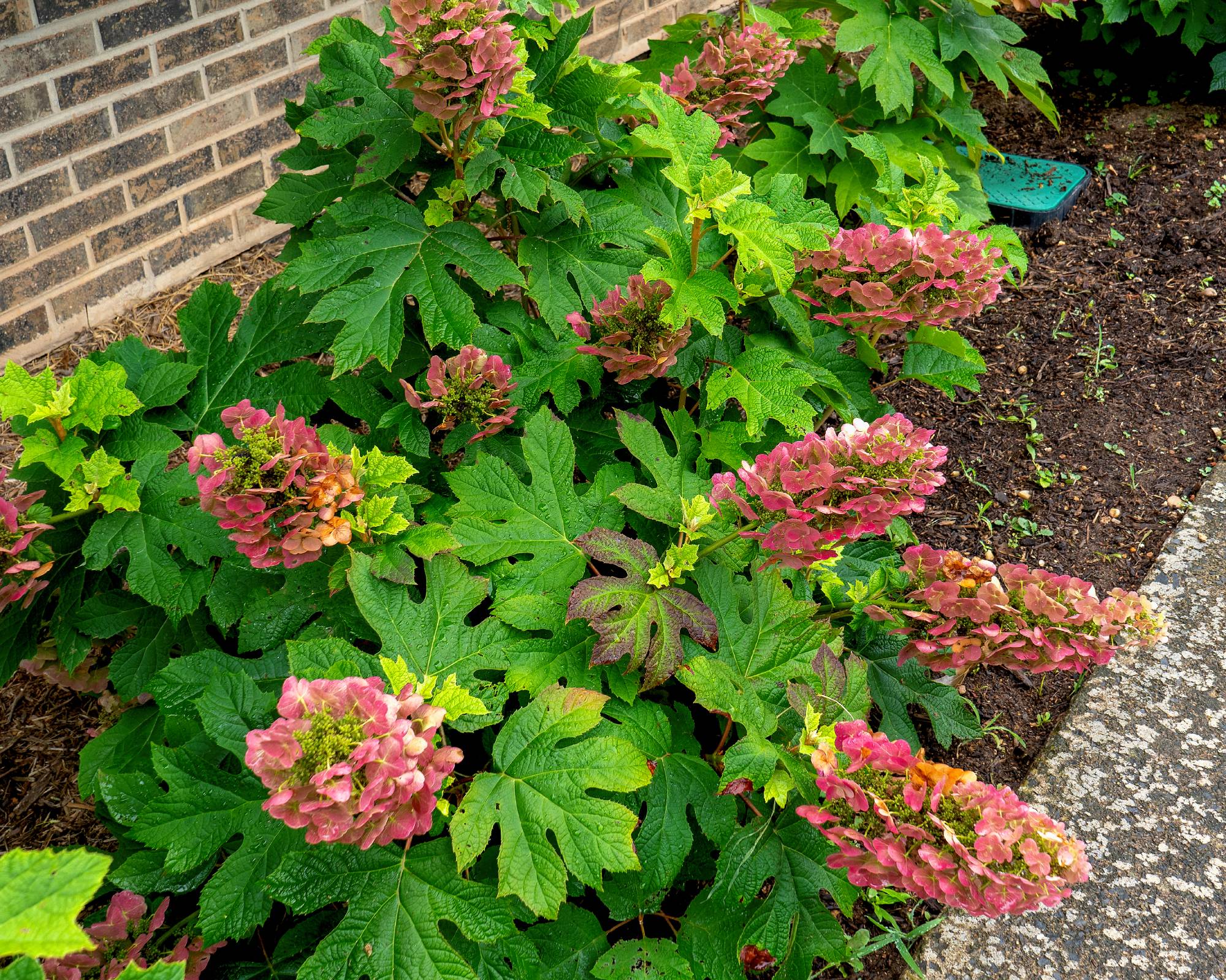 Small red oakleaf hydrangea in front yard