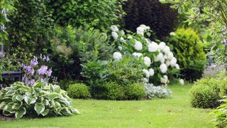 Hostas, white hydrangeas, and various shrubs blooming in a garden bed