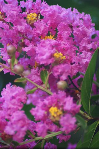 best flowering trees: pink blossom
