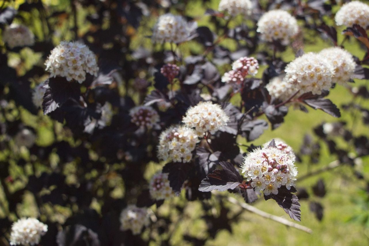 A Blooming Tree