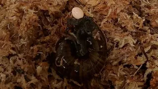 Photo shows an egg hatching out of a 'genital pore' in a snail's neck.