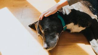 Hand stroking a dog&#039;s head