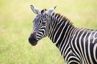 Zebra portrait with out of focus long grass background