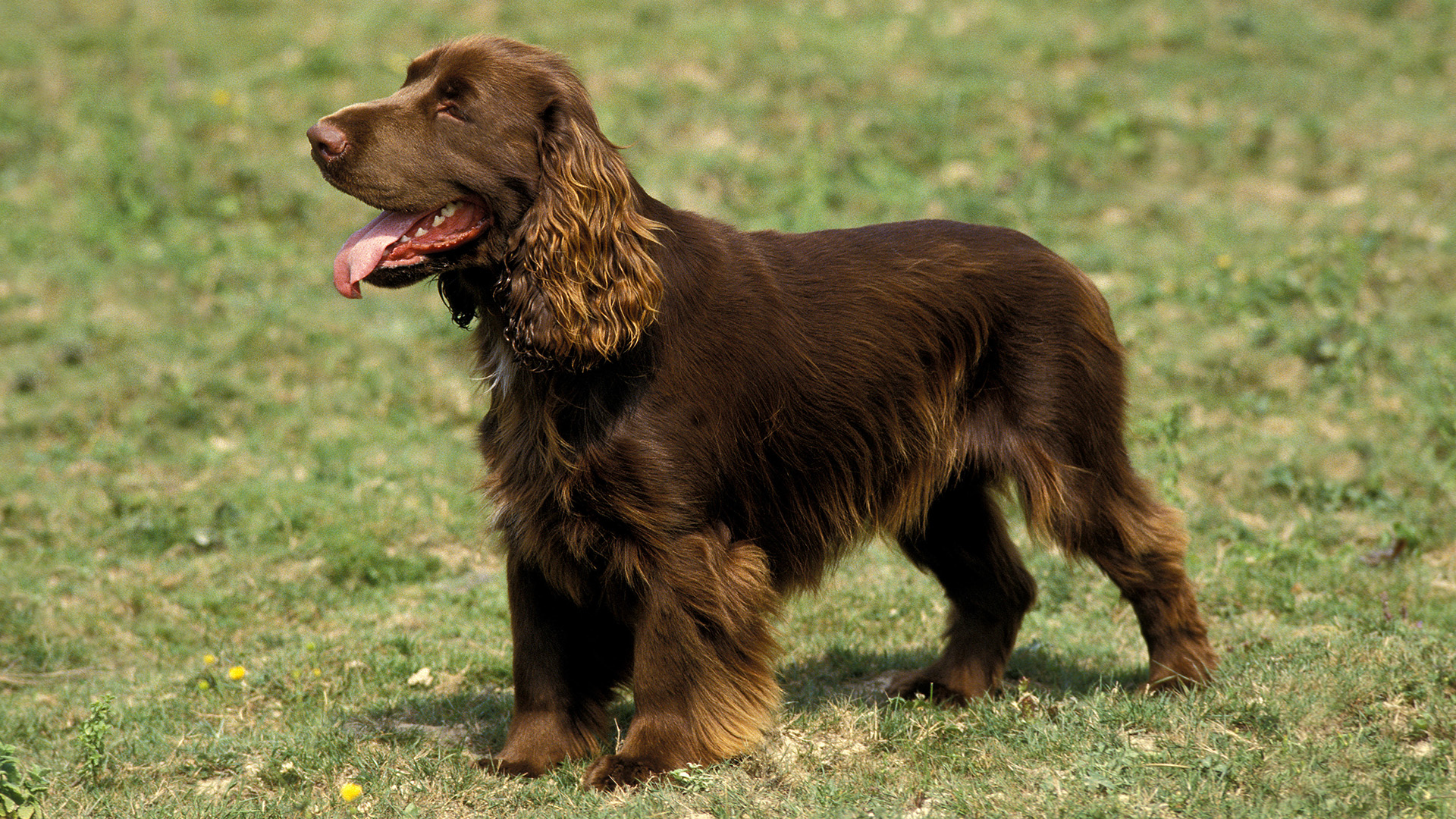Field spaniel